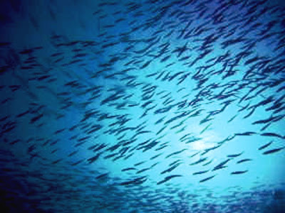 The large school of fish swirled around us for our hour long SCUBA dive, from the surface to depth and back to the surface