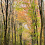 Fall-colored path