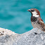 Sparrow on a rock