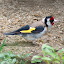 Colorful bird