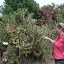 Pokey Cactus