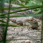 Lizard