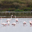 Flamingos at the Salt Lake