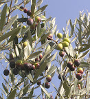 P1180007.JPG