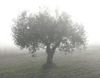 nebbiaP1050417.jpg