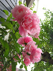 TeeRose