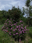 Zistrose