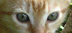Luca in Klein und Blauäugig