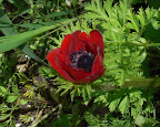 17_Aprile_09_1.jpg
