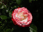P1090058.JPG