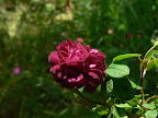 P1090074.JPG
