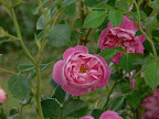 P1090189.JPG