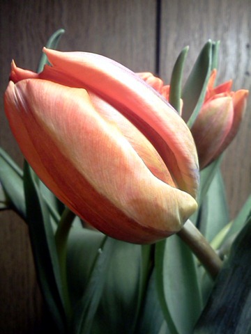 [Orange Tulip[9].jpg]
