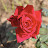 DSC_0557.JPG