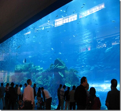 A Window to Underwater Wonders – Dubai Mall Aquarium