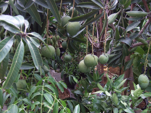 alamat ng mangga in bisaya