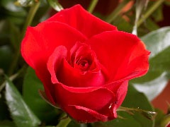 [clip_image0153.jpg]