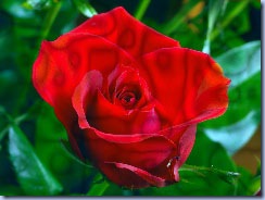 clip_image017