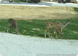 Deer at the Hurley spot in Fishers, Indiana