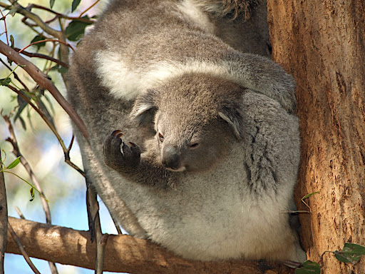 bush babies as pets. animals cute ush babies carry