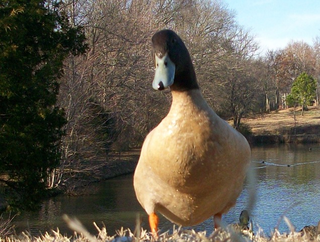 [Ducks in the Winter 008[3].jpg]