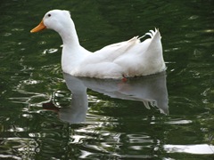 Ducks III (61)