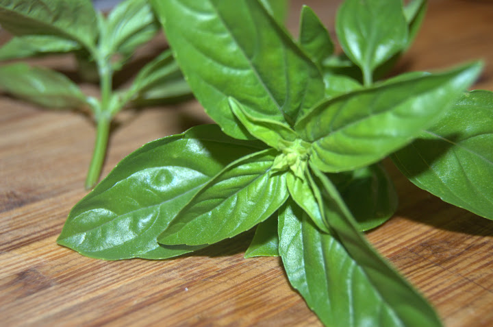 basil my love