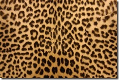 leopard