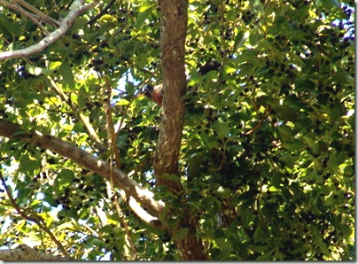 bird in treesm