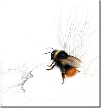 Bombus Bee