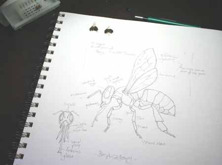 [bee sketch anatomy[5].jpg]