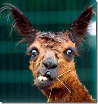 Goldfish Googly Eyes