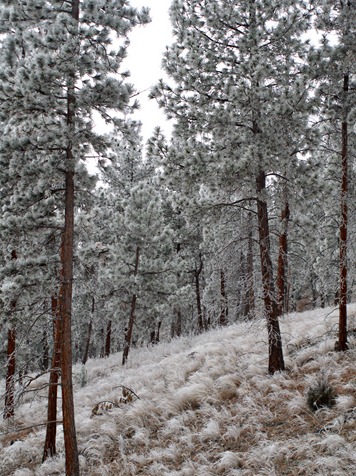 [december frost 010[4].jpg]