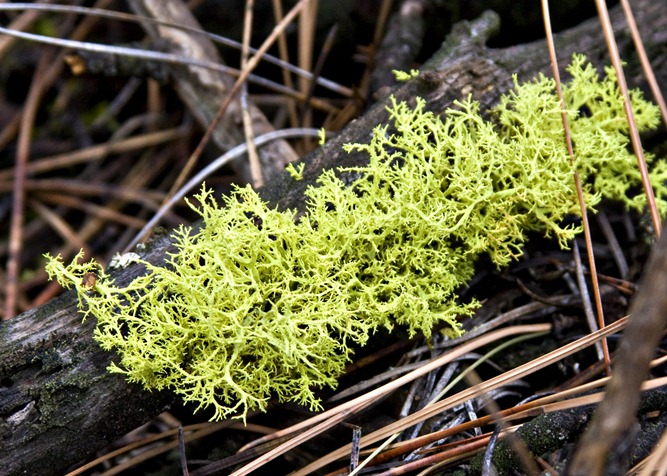 [close up moss on log[4].jpg]