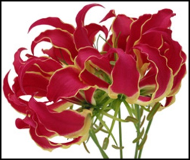 gloriosa_lily