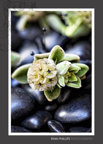 [597090ryanphillipsphotography5.jpg]