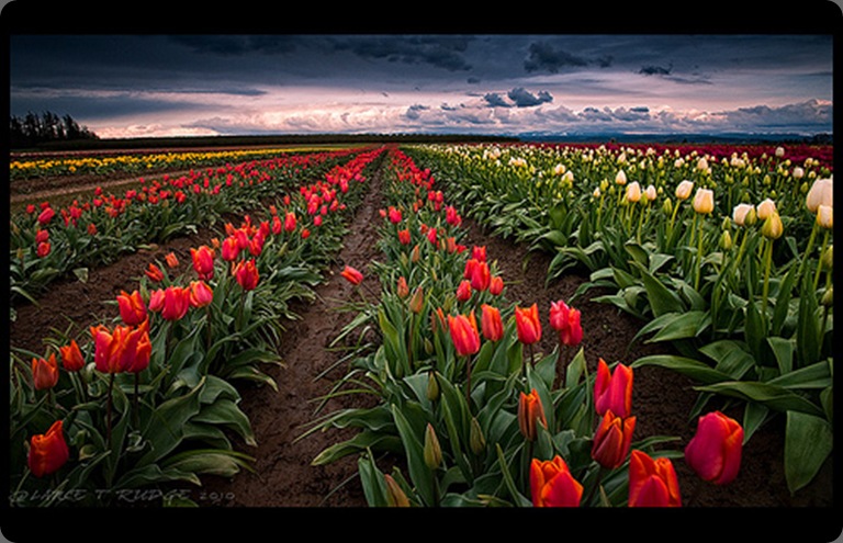 tumblr_l0q2blTBSZ1qb3edao1_500 pretty little flower