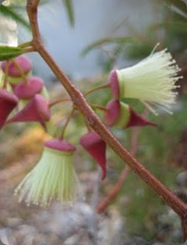 IMG_0259 sepal and twig eucalyptus synandra tree
