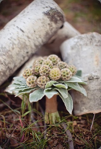 campingshoot10 JL Designs