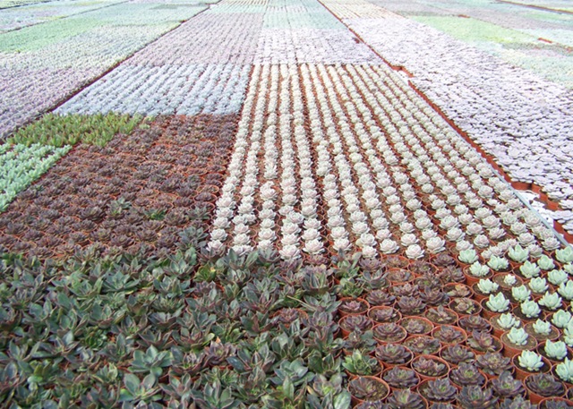 [20100321073sorensongreenhousescanada.jpg]