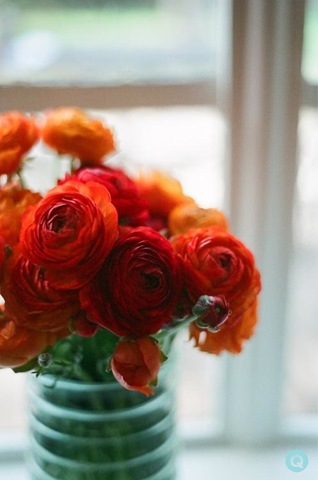 [QWeddings_rununculus_flowerstmQweddi.jpg]