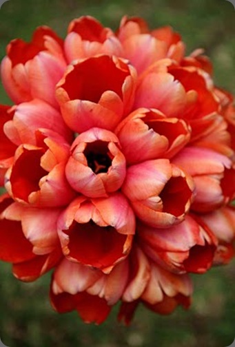 tulipbouquet last petal austin