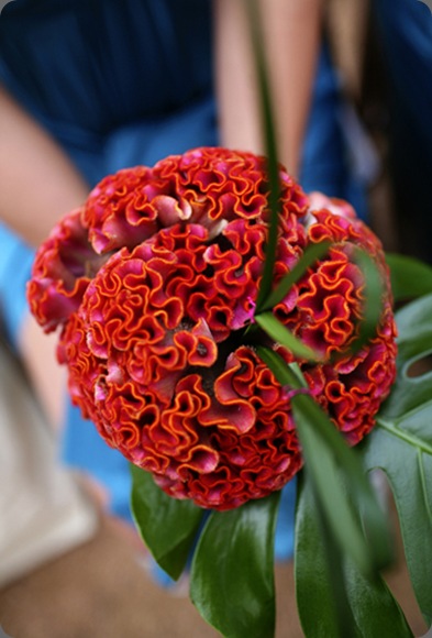 eclectic images photography (1) mervelle events