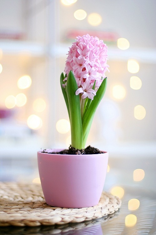 [4285597368_8734dcdfd3_o-inspiration-[1].jpg]