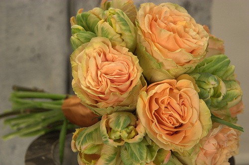 [5521173519_f741c08e22-peach-parrot-t[1].jpg]