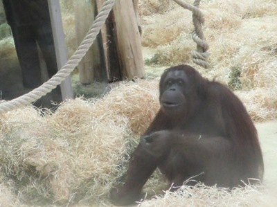 Nonja Orangutan Photo