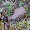 Gumboot Chiton