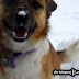 . . .March 6th -- Mocksee enjoying the rare march snow storm at Fort Marcinko. . .