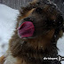 . . .March 6th -- Ace enjoying the random march snow storm and doing the Mocksee's tradmarked 'nose lick' pose. . .
