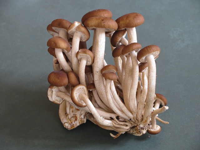 [mushrooms_00083.jpg]